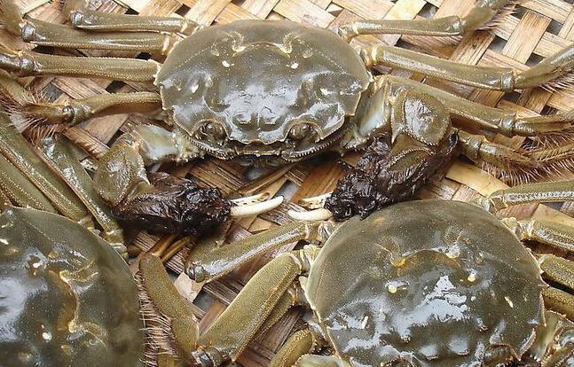 為啥海鮮禮品的死蟹不能吃？